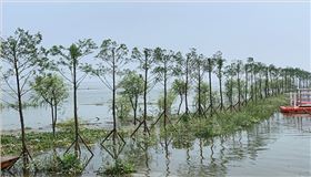 圖2： 南洞庭湖區(qū)水松生態(tài)景觀帶guanw