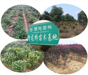 衡龍橋苗木基地