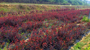 西施山莊苗木基地紅葉李苗