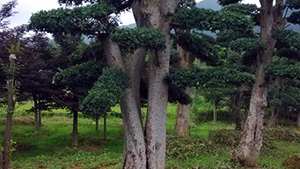 西施山莊苗木基地造型榆樹(shù)