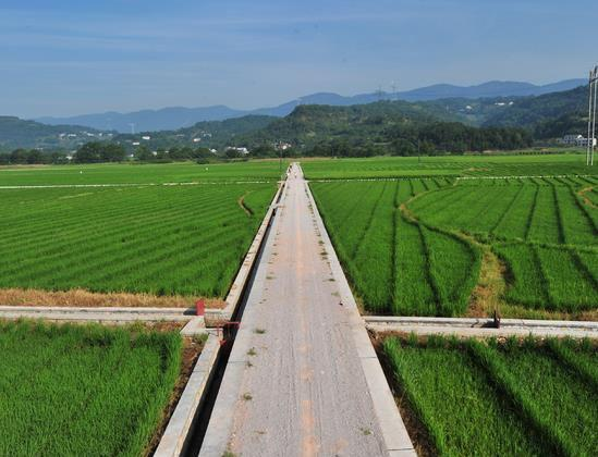 湖南省郴州市桂陽縣千畝農(nóng)田鎘污染修復(fù)項(xiàng)目