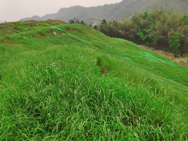 礦區(qū)植被恢復(fù)