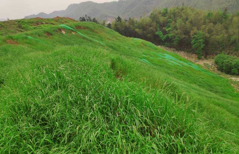 常寧市大義山省級自然保護區(qū)礦山復綠工程