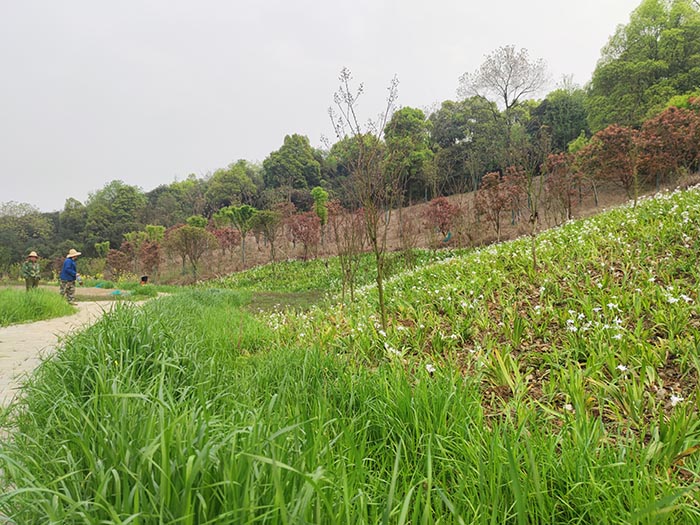 衡陽市常寧水口山鉛鋅煤礦區(qū)山水林田湖草生態(tài)保護修復試點工程