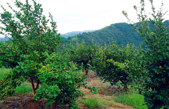 益陽(yáng)市泥江口石子塘礦山生態(tài)修復(fù)——國(guó)家油茶林示范基地