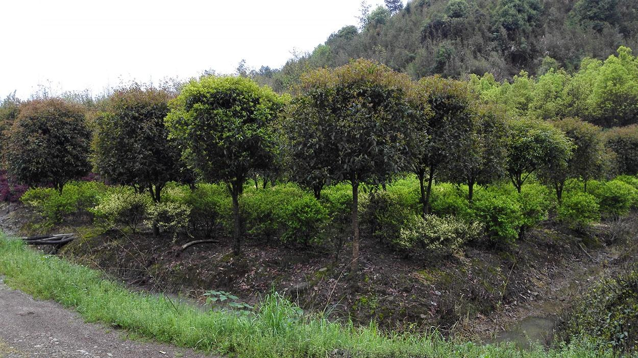 常寧市水松地區(qū)曾家溪Ⅱ地塊重金屬污染土壤治理及生態(tài)建設(shè)項(xiàng)目（一期）