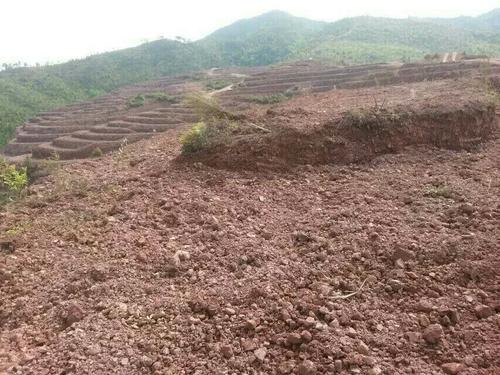 常寧萬畝荒山廢山生態(tài)修復產(chǎn)業(yè)化新模式——萬畝油茶基地