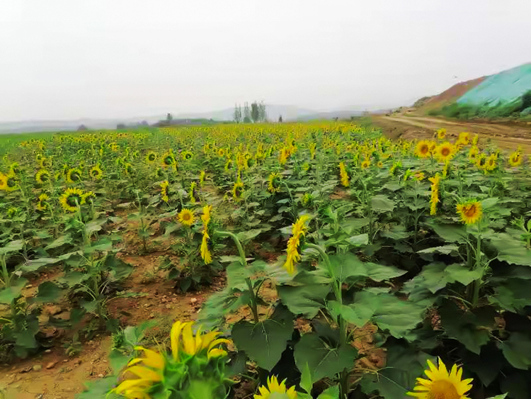 鶴壁市淇濱區(qū)南太行地區(qū)山水林田湖草生態(tài)保護修復工程